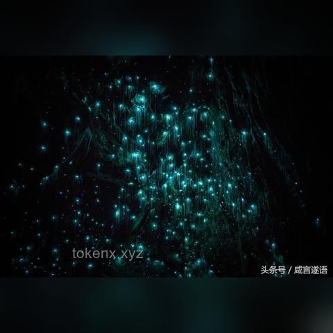 12万的萤火虫，它贵吗？探索一场梦幻光影之旅的真相